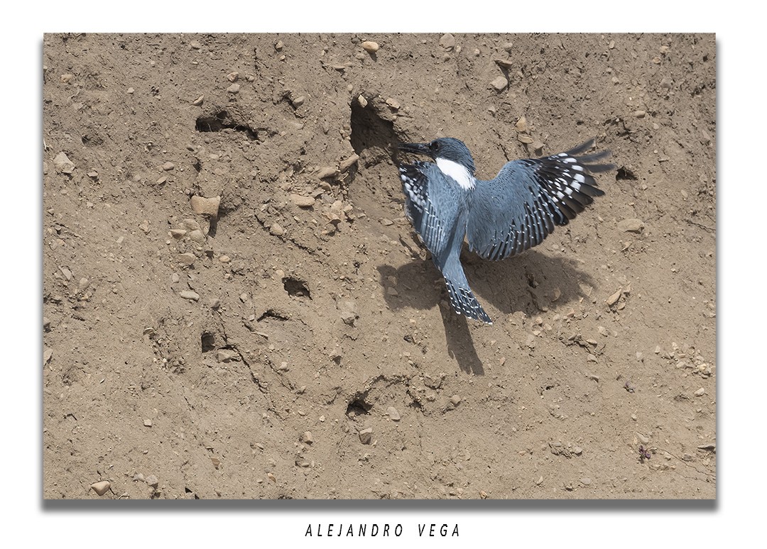 クビワヤマセミ - ML644556713