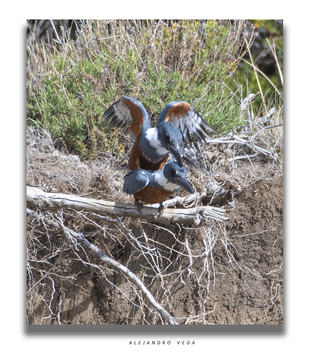 クビワヤマセミ - ML644556714