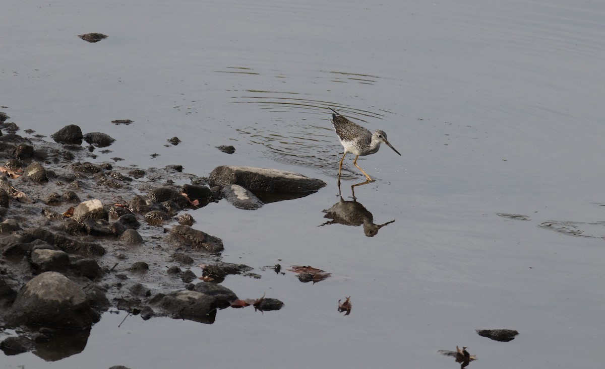 Greater Yellowlegs - ML644556726