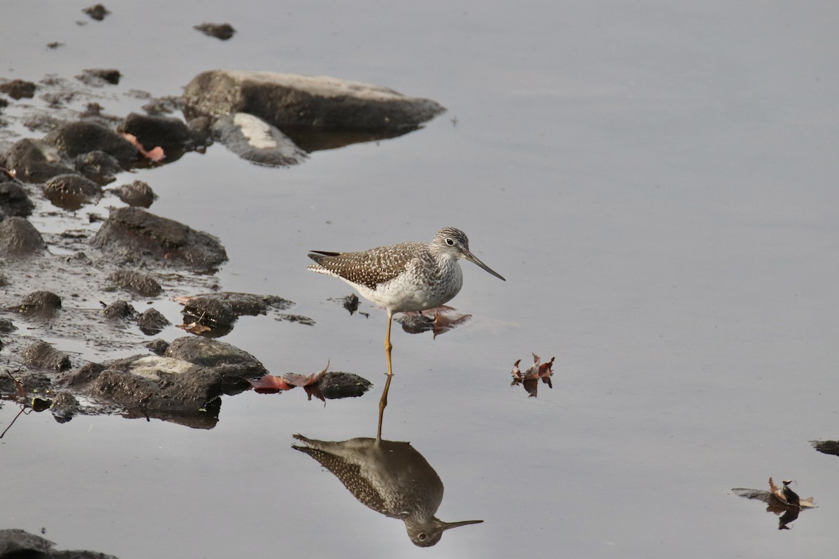 Greater Yellowlegs - ML644556727