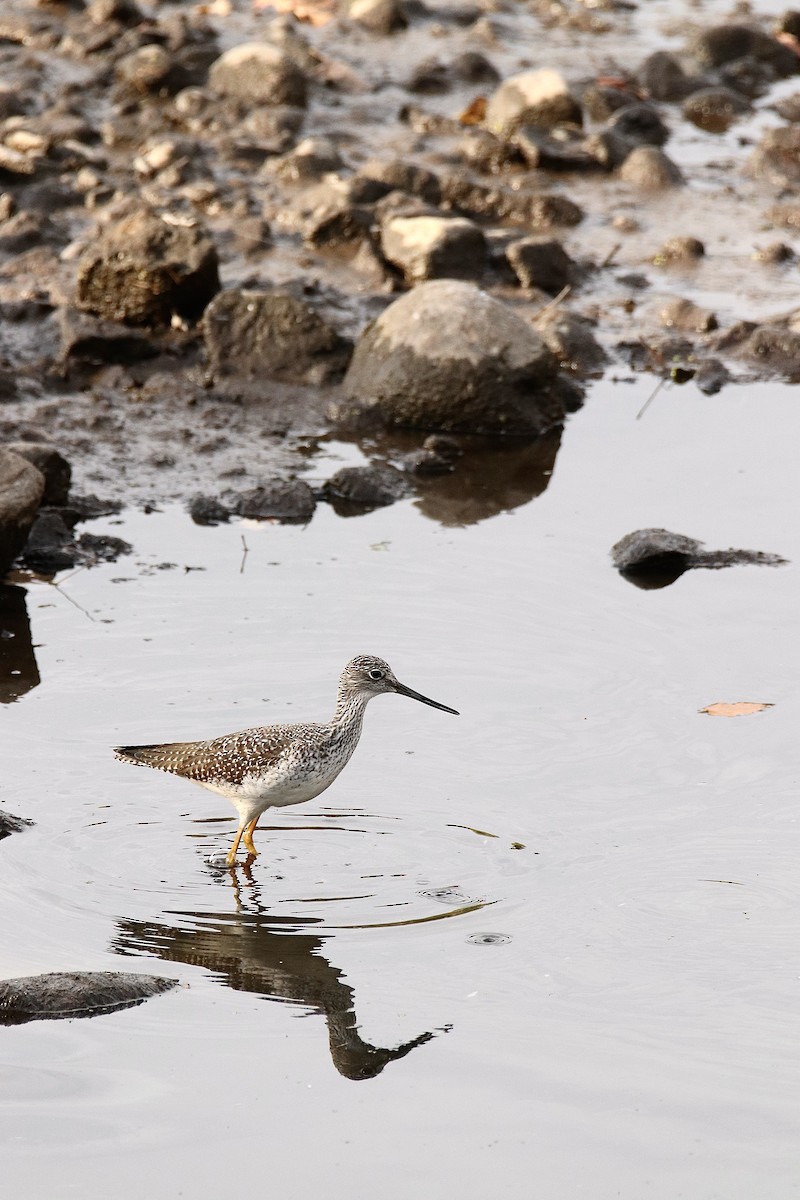 Greater Yellowlegs - ML644556728