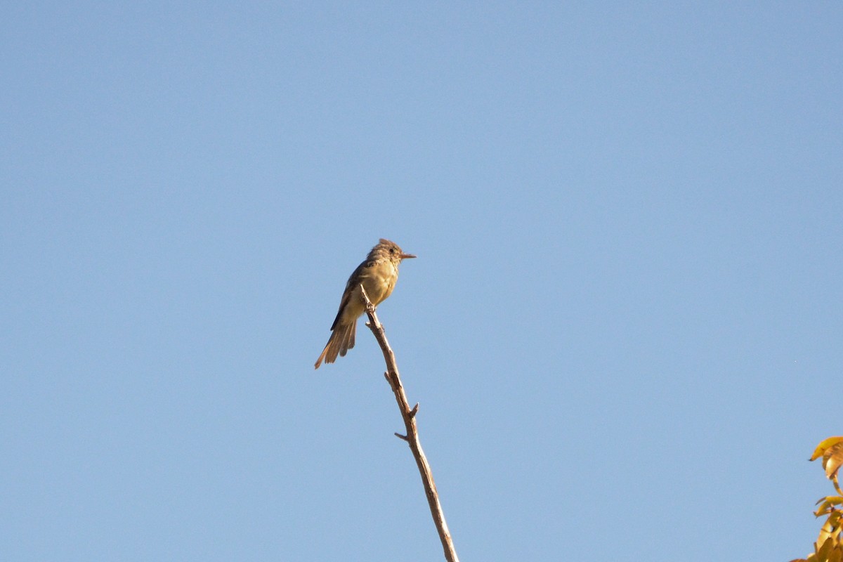 storpivi - ML644556731