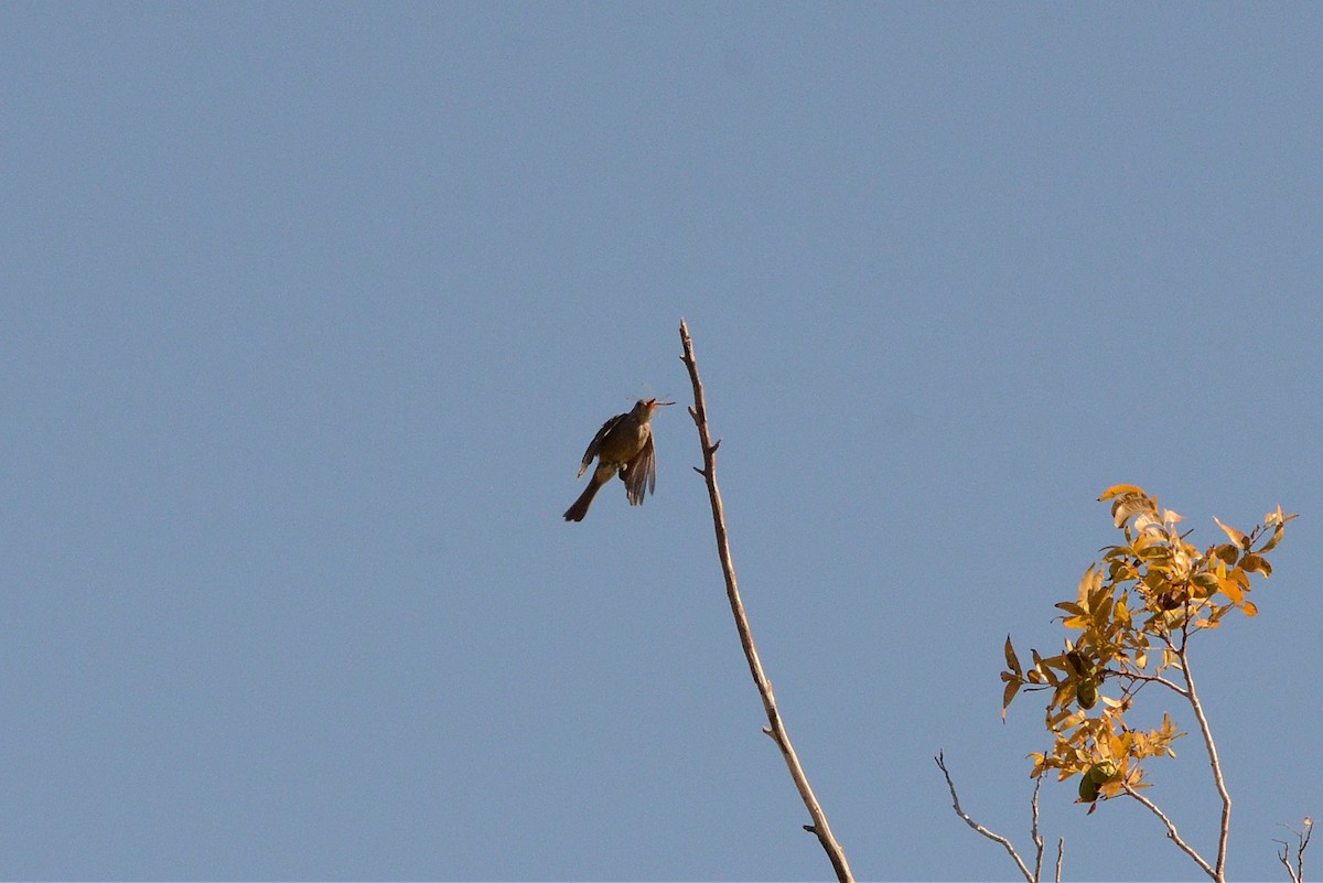 storpivi - ML644556732