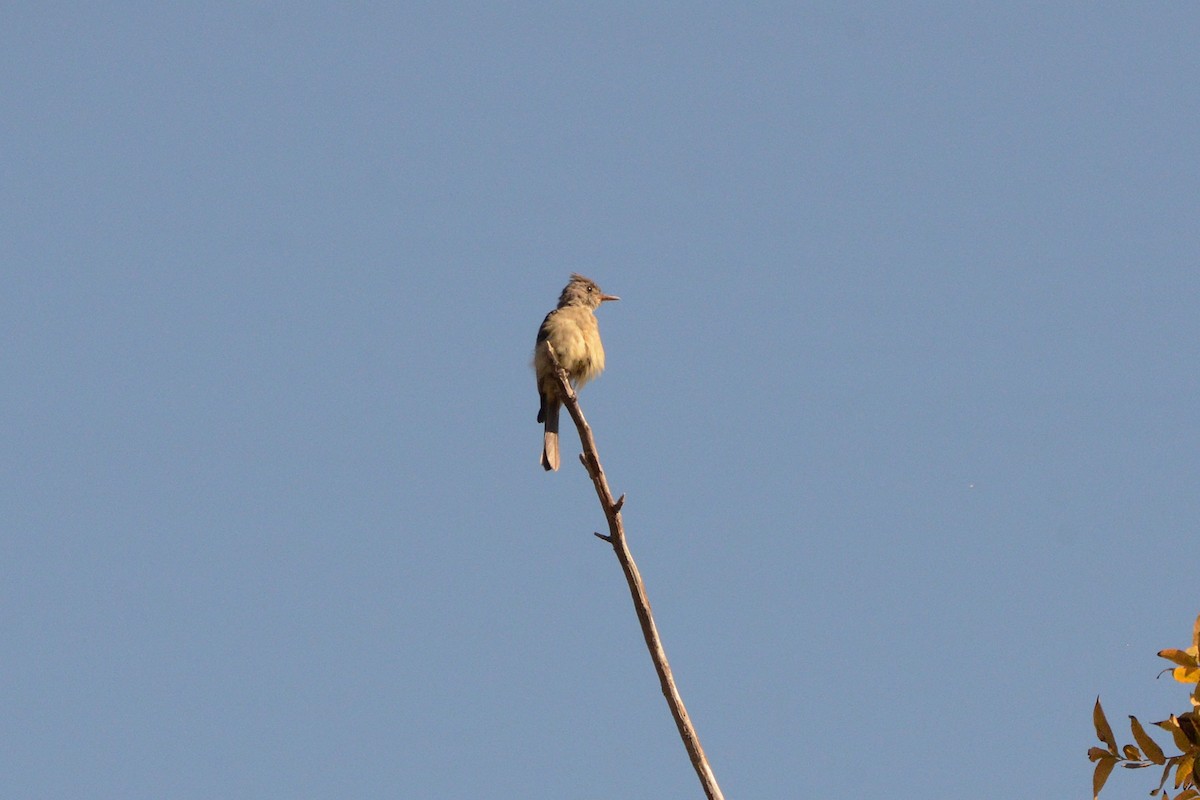 storpivi - ML644556734