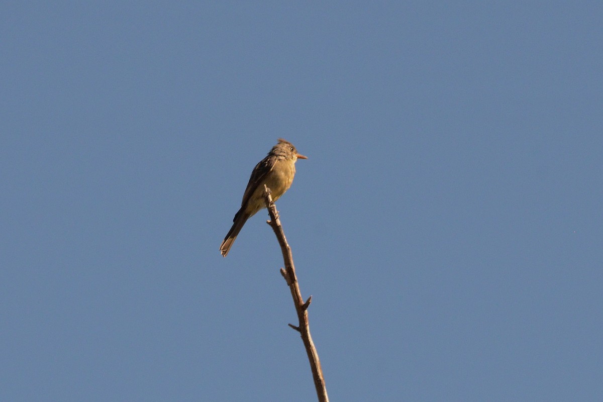 storpivi - ML644556735