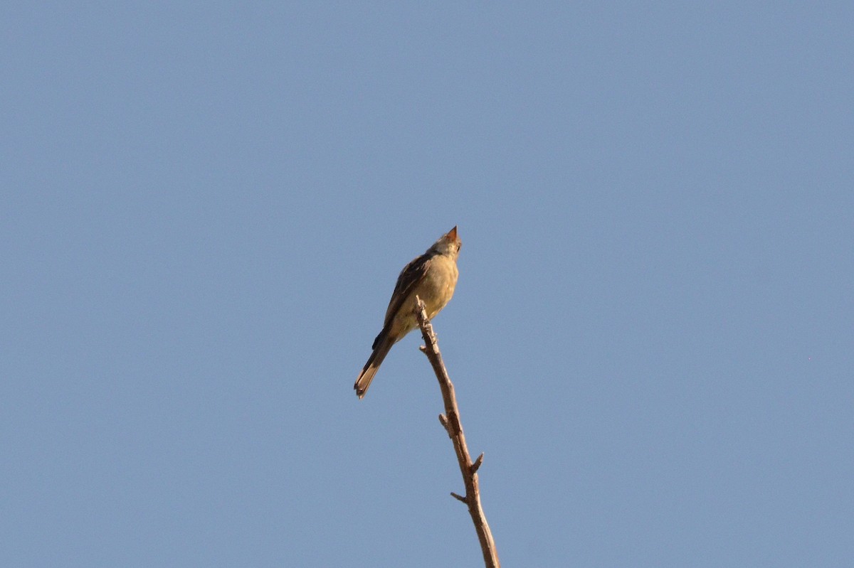 storpivi - ML644556736