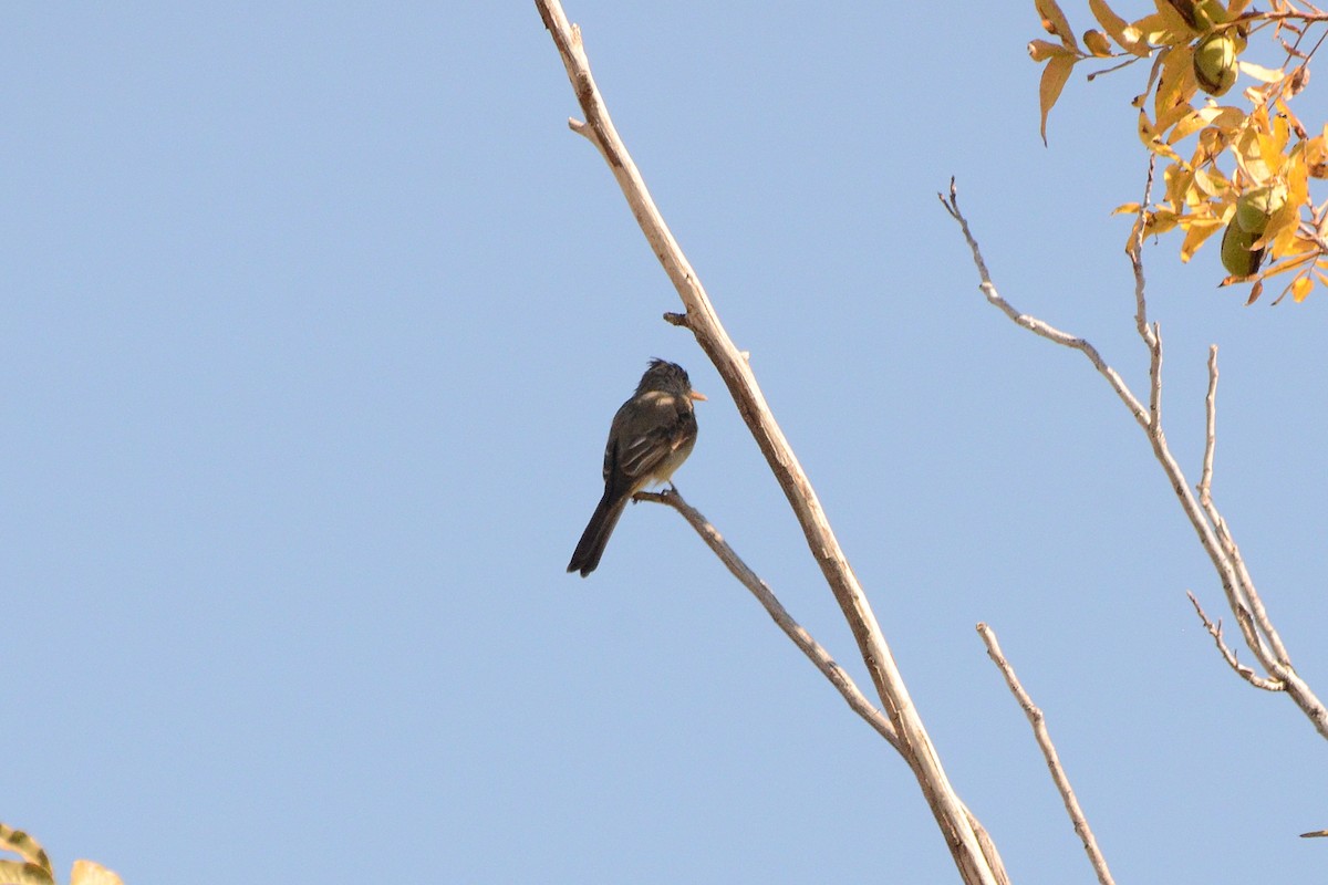 storpivi - ML644556737