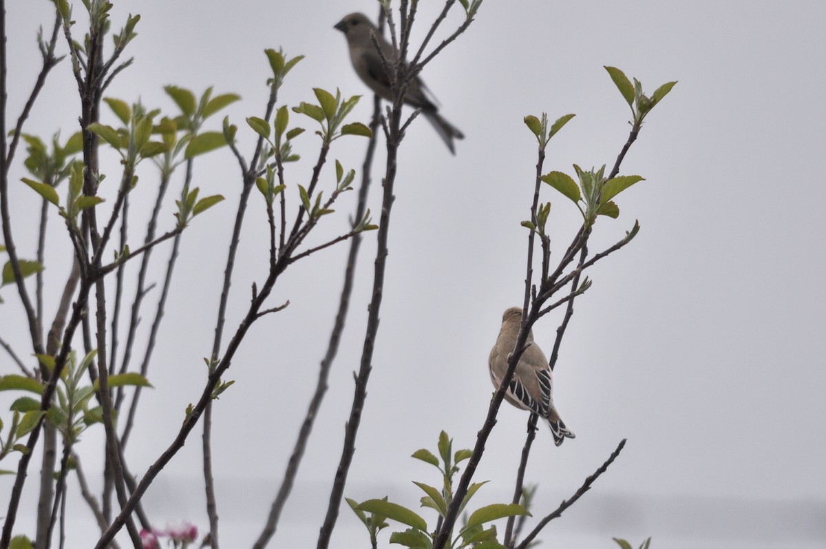 Desert Finch - ML644556741