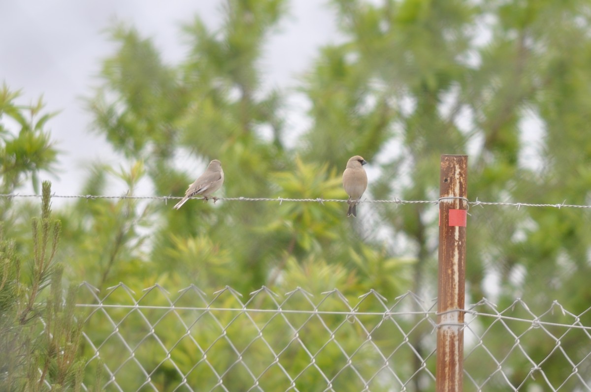 Desert Finch - ML644556742