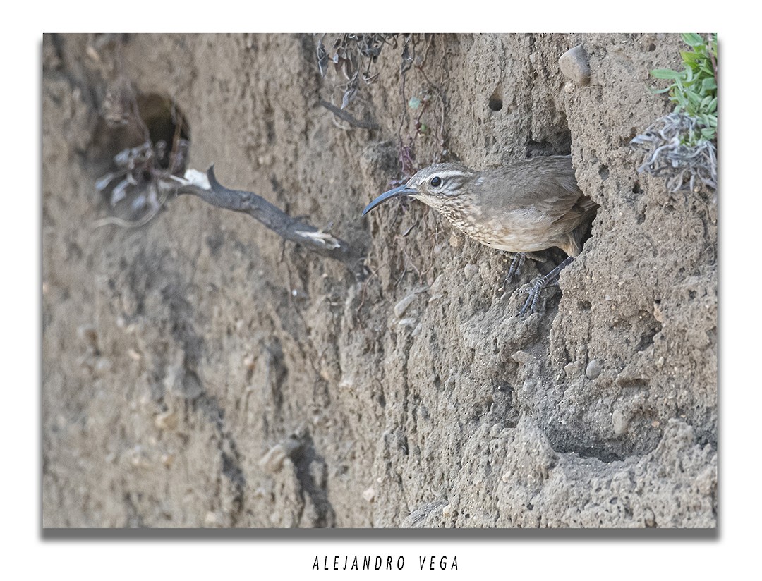 Scale-throated Earthcreeper - ML644556746