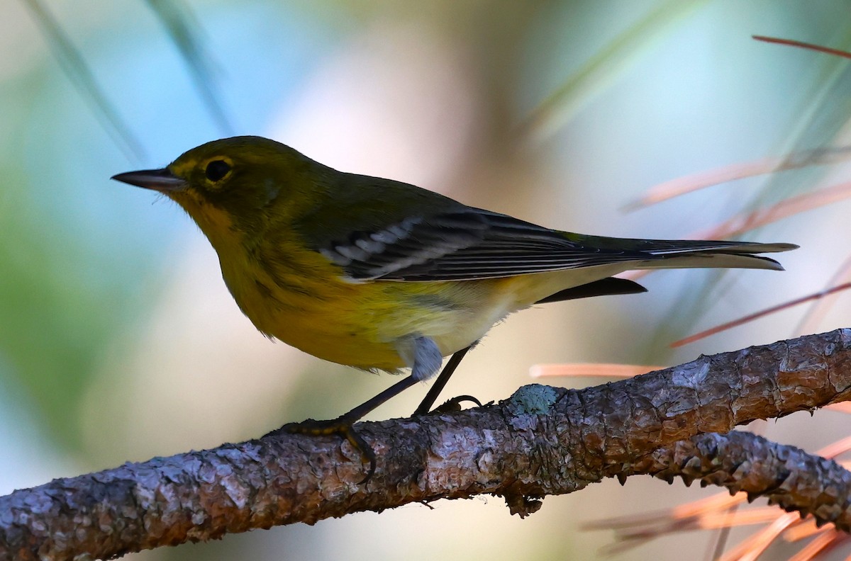 Pine Warbler - ML644556754