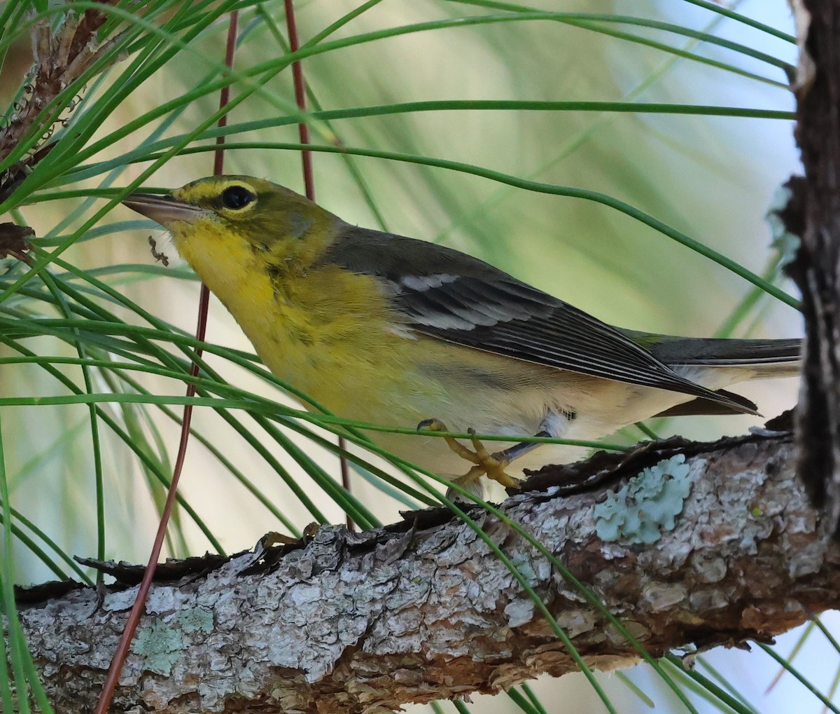 Pine Warbler - ML644556755