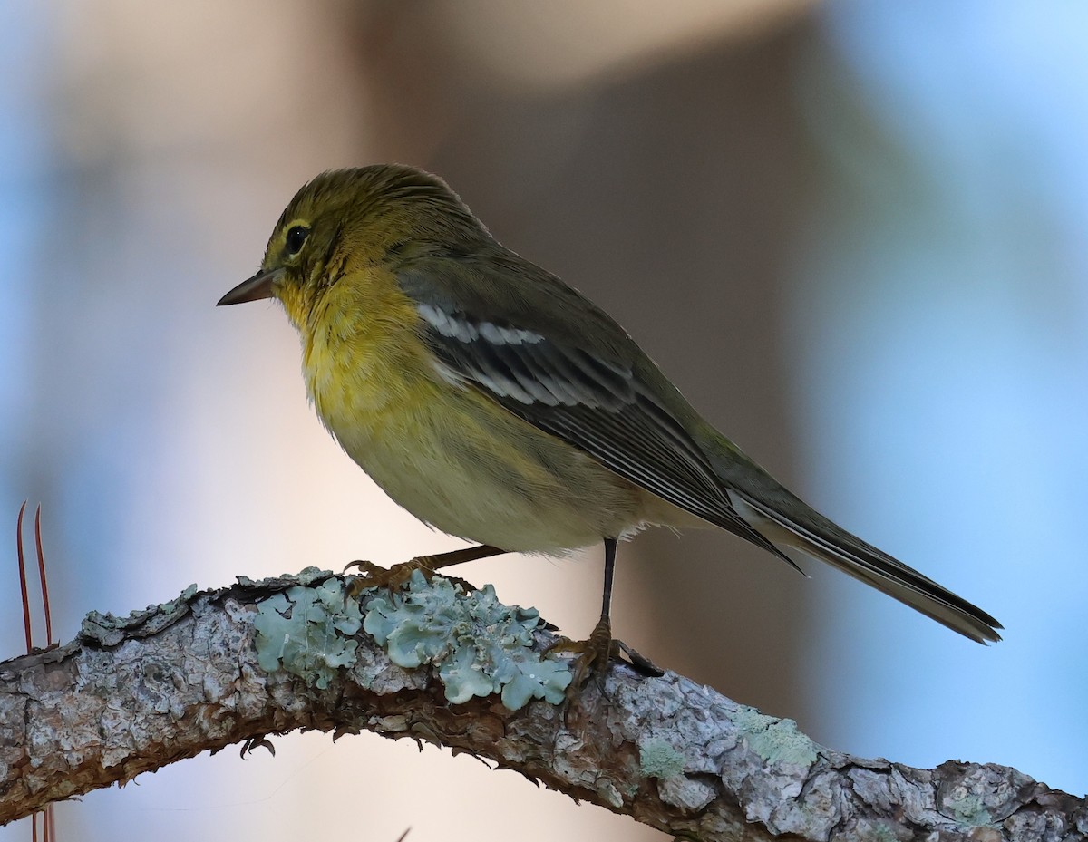 Pine Warbler - ML644556756