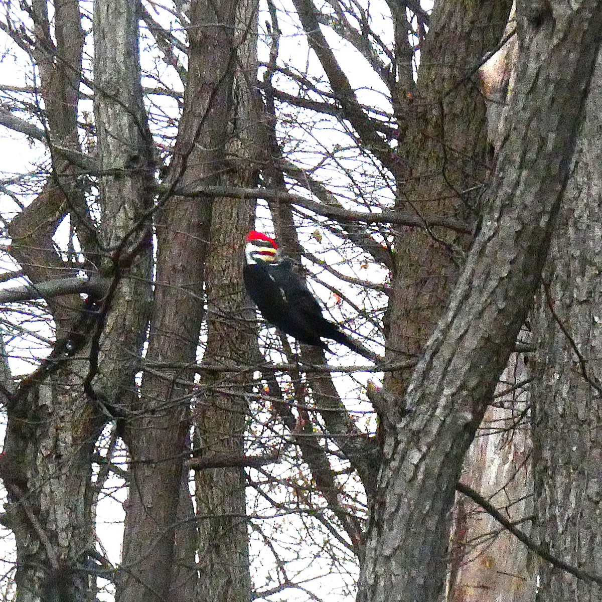 Pileated Woodpecker - ML644556778