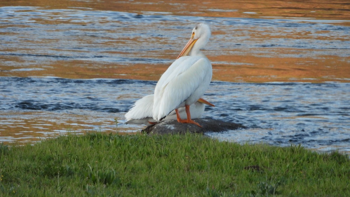 American White Pelican - ML644556782