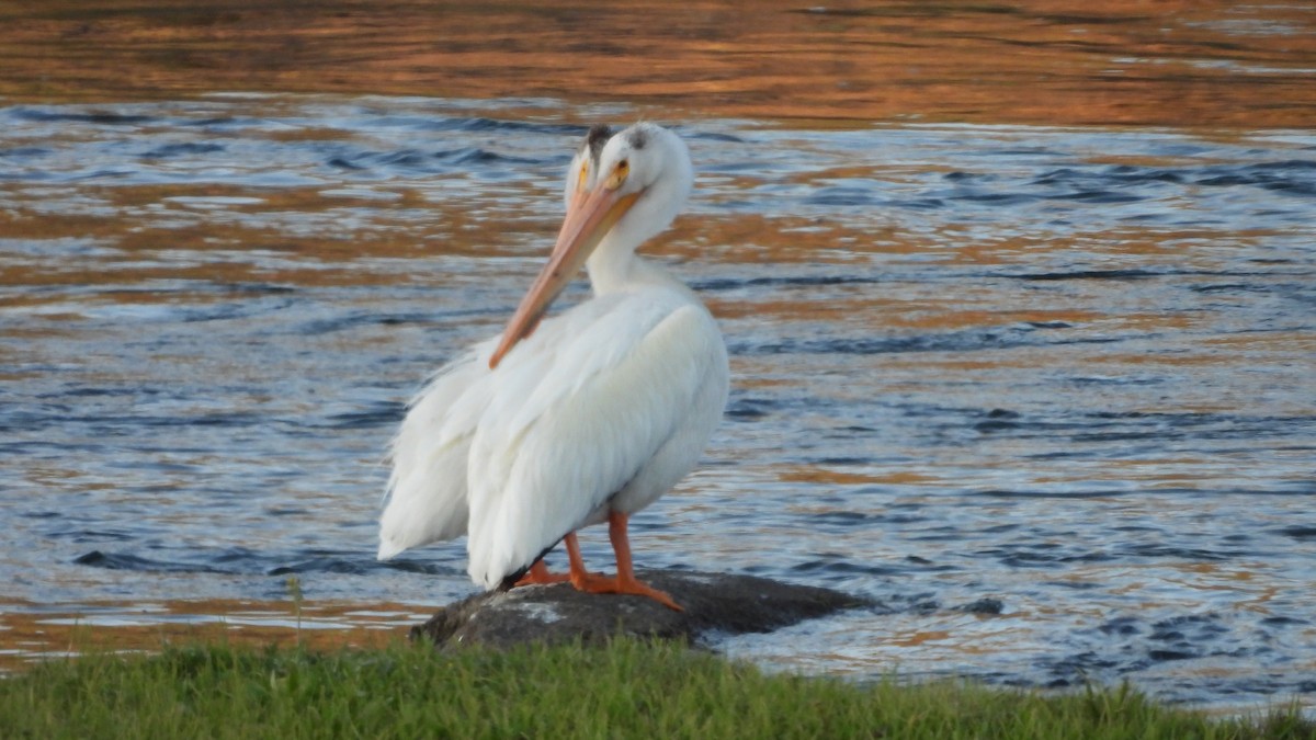 American White Pelican - ML644556784