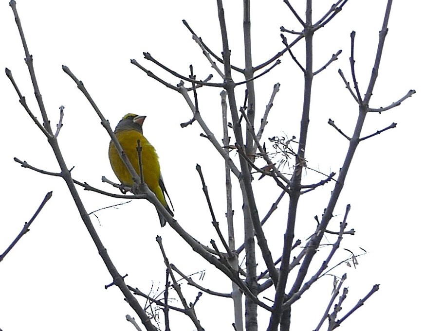 Evening Grosbeak - ML644556791