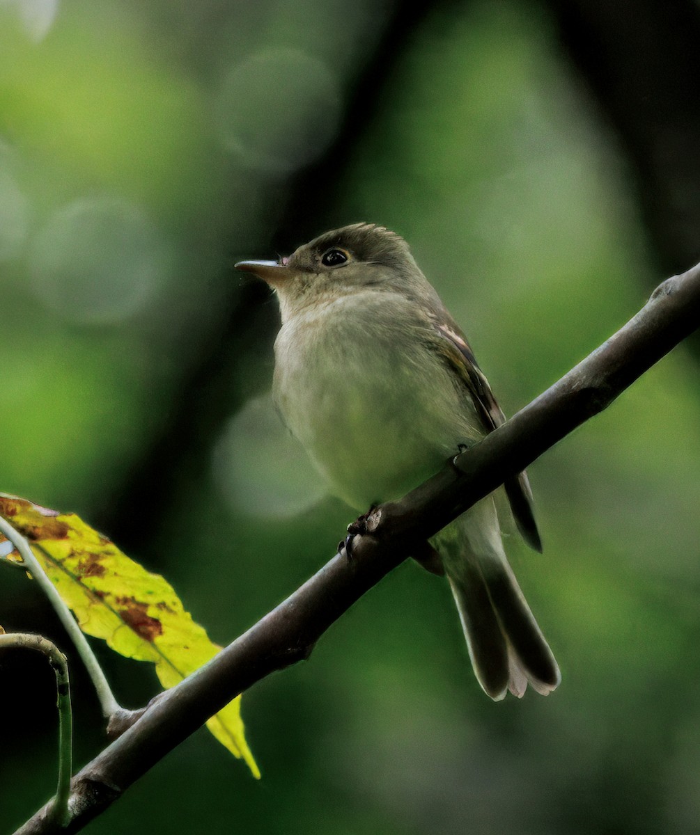 Mosquero Ventriamarillo - ML644556793