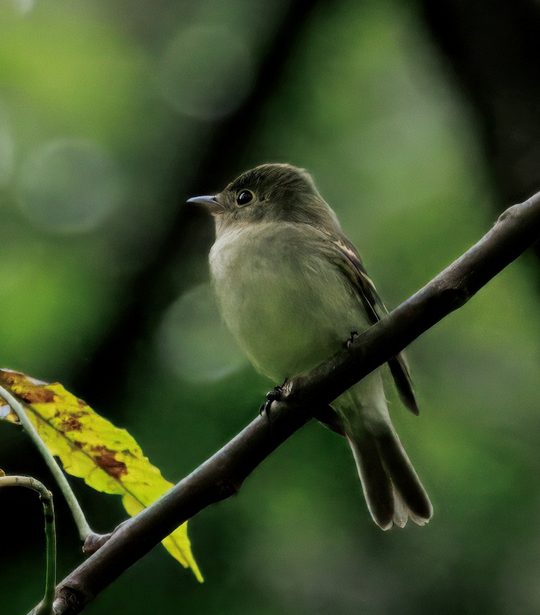 Mosquero Ventriamarillo - ML644556794