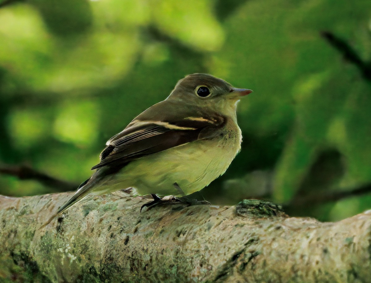 Mosquero Ventriamarillo - ML644556795