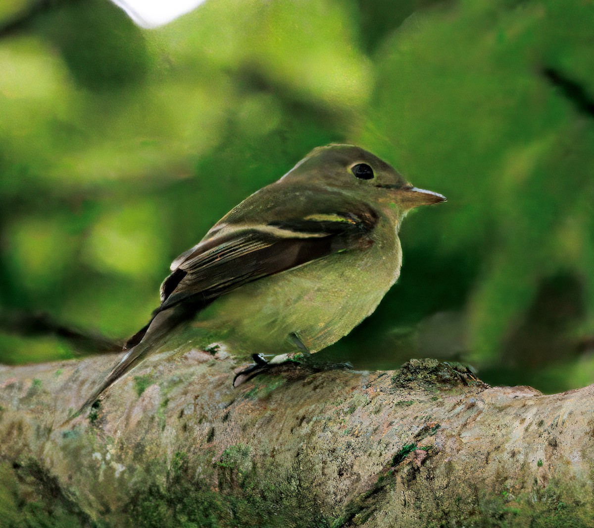 Mosquero Ventriamarillo - ML644556796