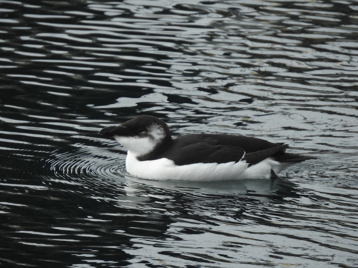 Razorbill - ML644556805