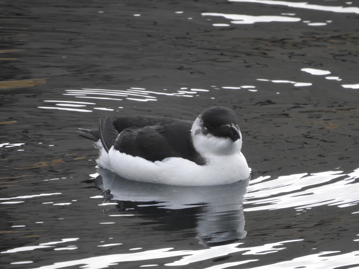 Razorbill - ML644556806