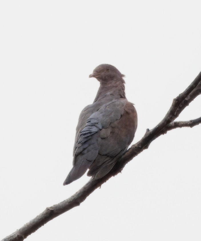 Sarı Gagalı Kızılca Güvercin - ML644556808