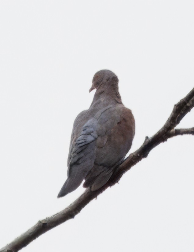 Sarı Gagalı Kızılca Güvercin - ML644556809