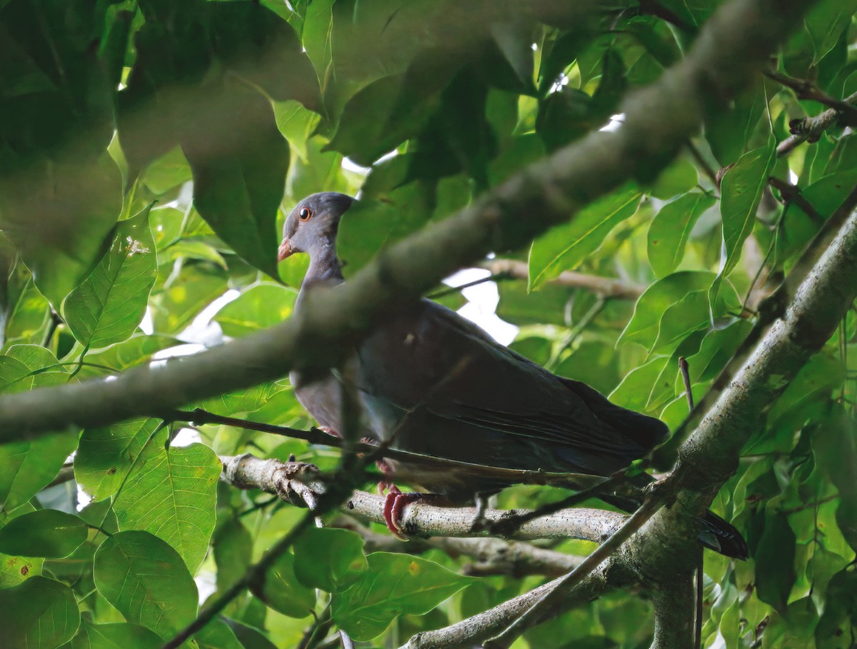 Sarı Gagalı Kızılca Güvercin - ML644556810