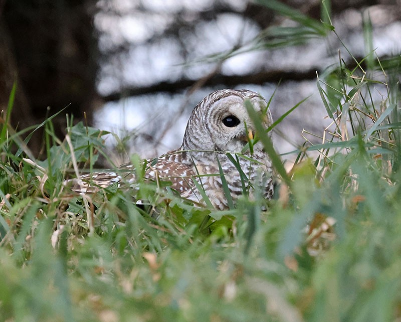Barred Owl - ML644556811