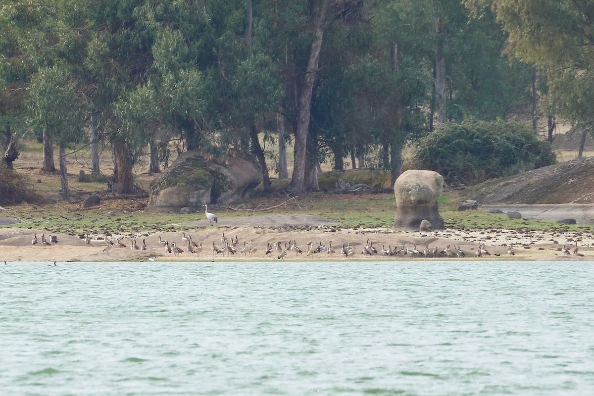 Antzara egiptoarra - ML644556814