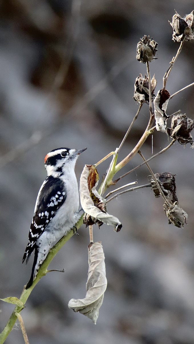 Downy Woodpecker - ML644556818