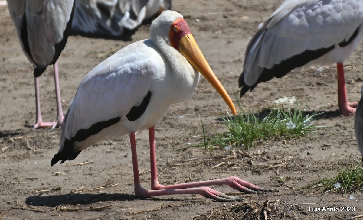 Yellow-billed Stork - ML644556820