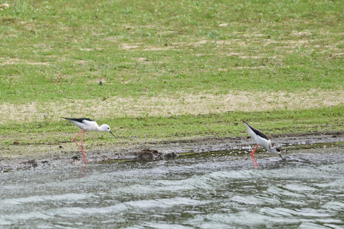 高蹺鴴 - ML644556833