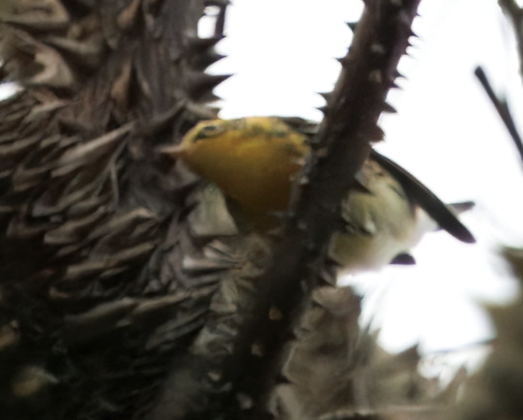 lesňáček jedlovcový - ML644556838