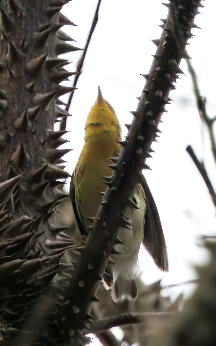 lesňáček jedlovcový - ML644556839