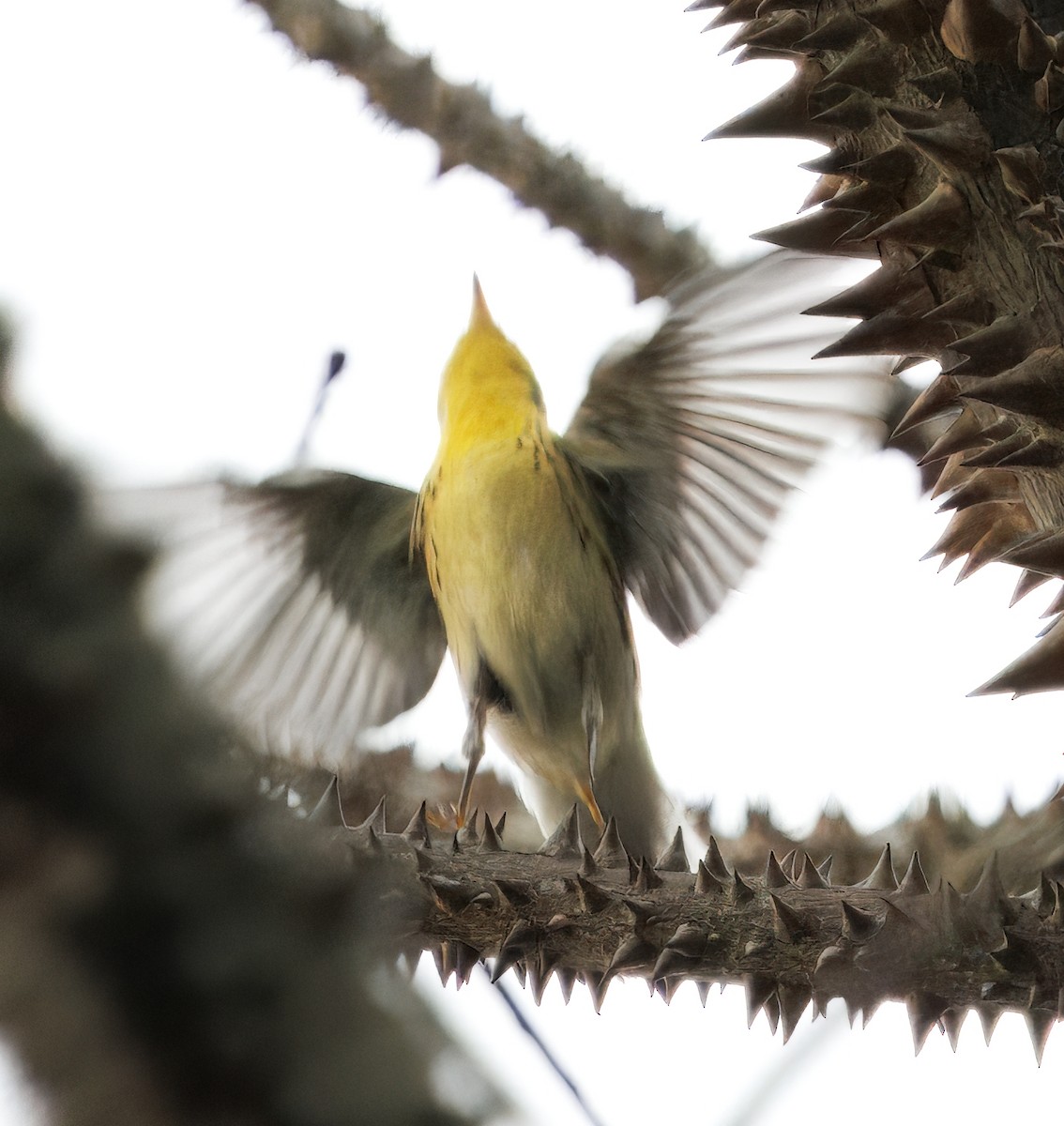 lesňáček jedlovcový - ML644556841