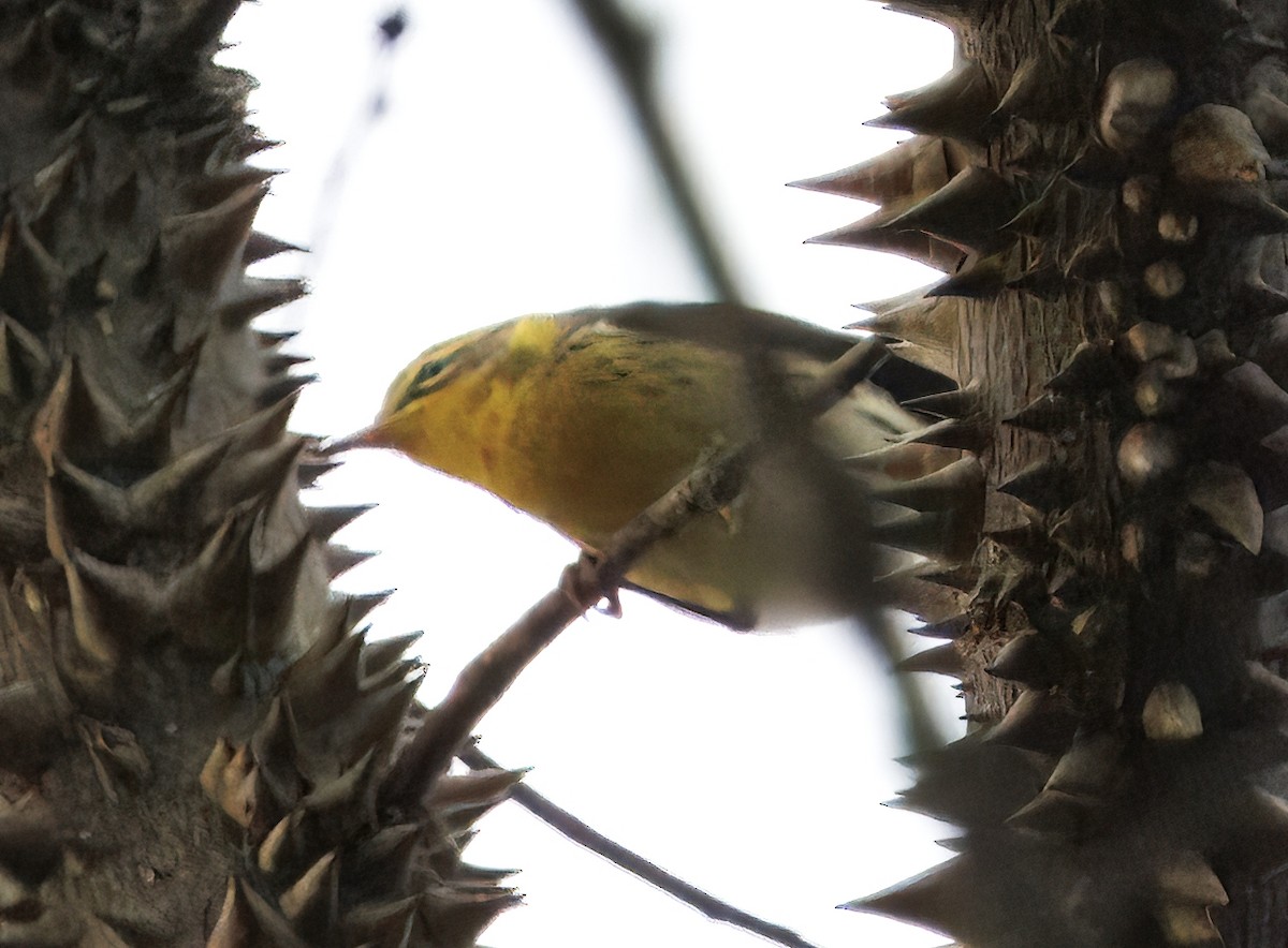 lesňáček jedlovcový - ML644556842