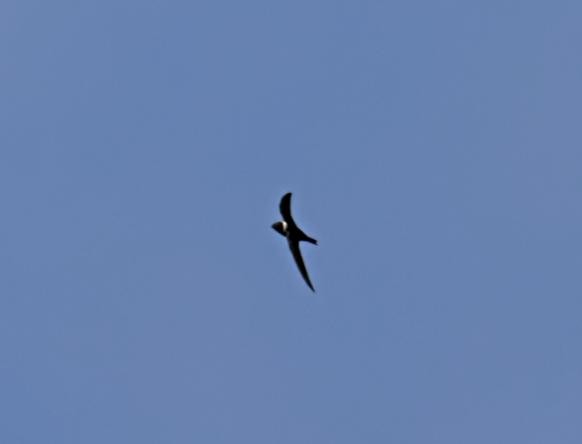 White-collared Swift - ML644556844