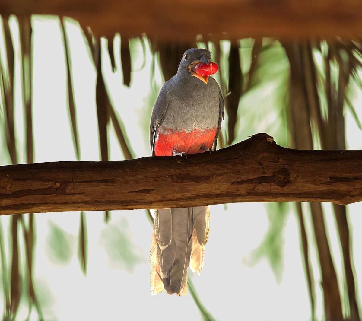 Slaty-tailed Trogon - ML644556852