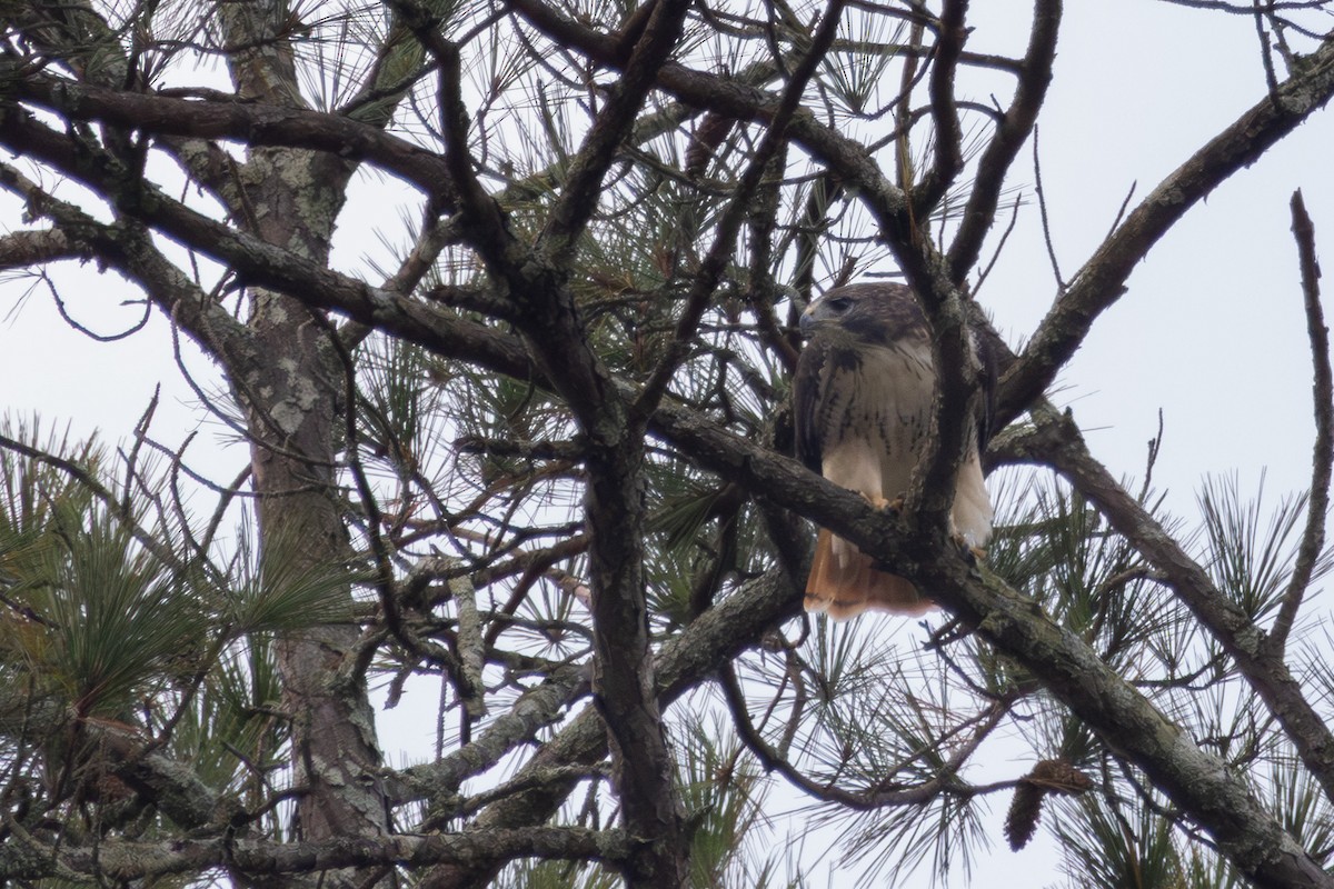 Busardo Colirrojo - ML644556855