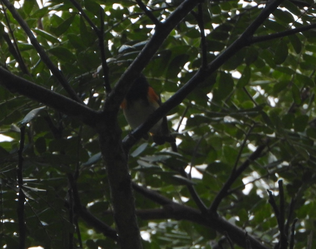 Kızıl Kuyruklu Ötleğen - ML644556859