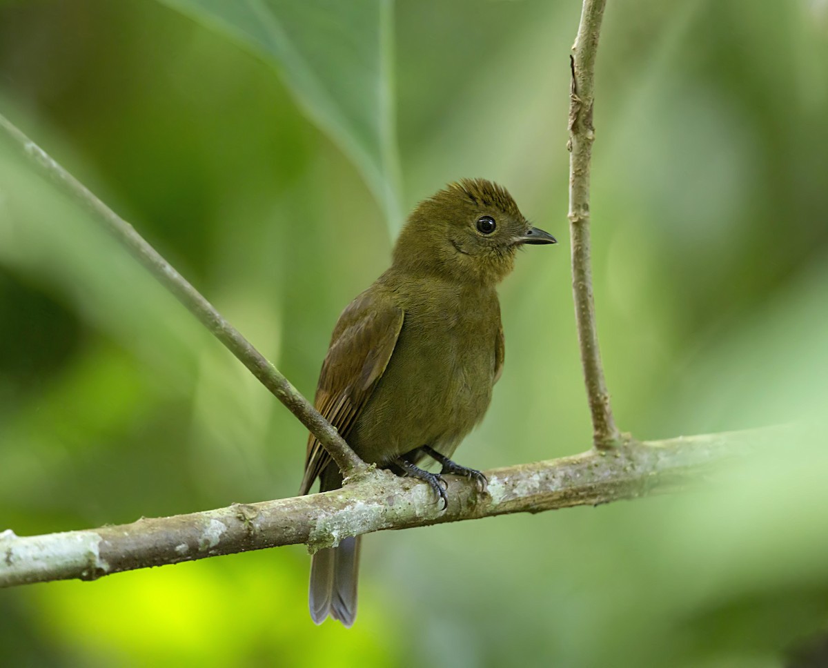 Northern Schiffornis - ML644556863