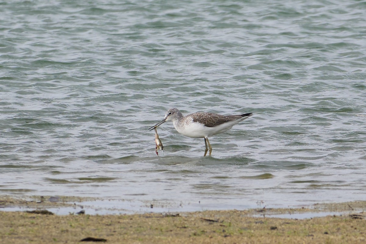 Kuliska zuria - ML644556864