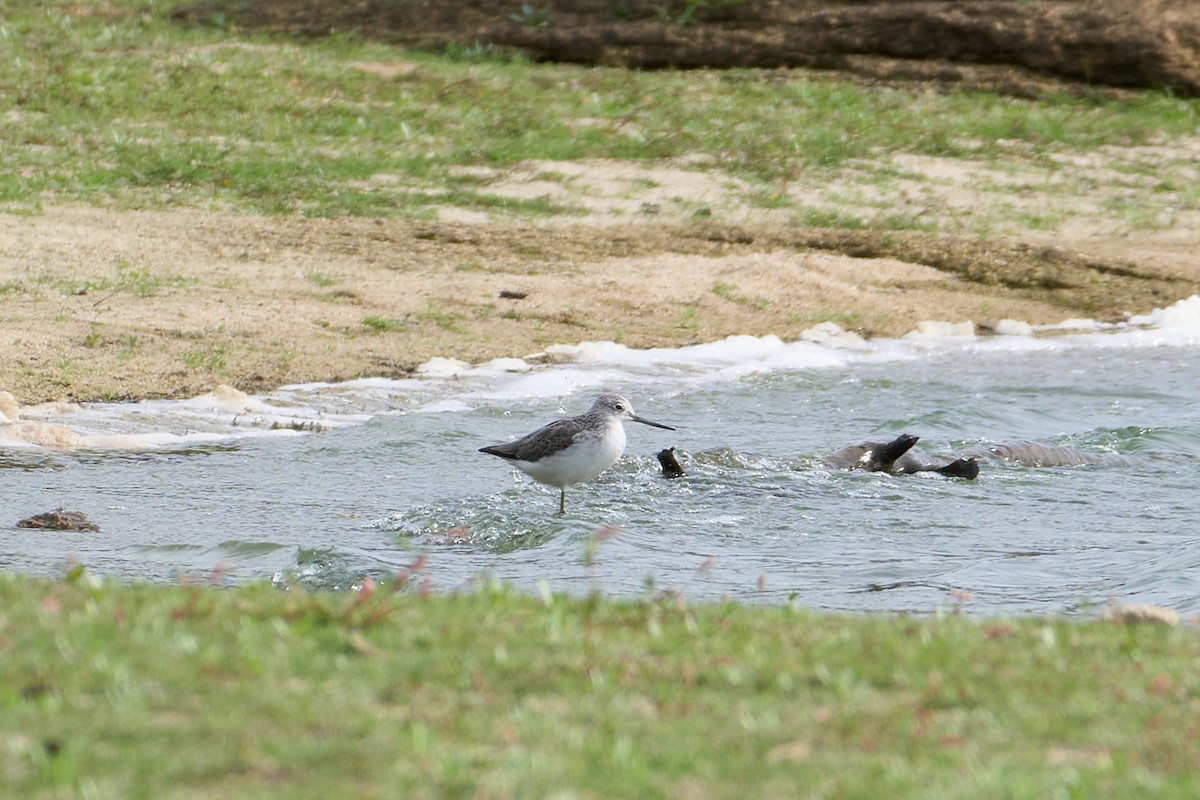 Kuliska zuria - ML644556865