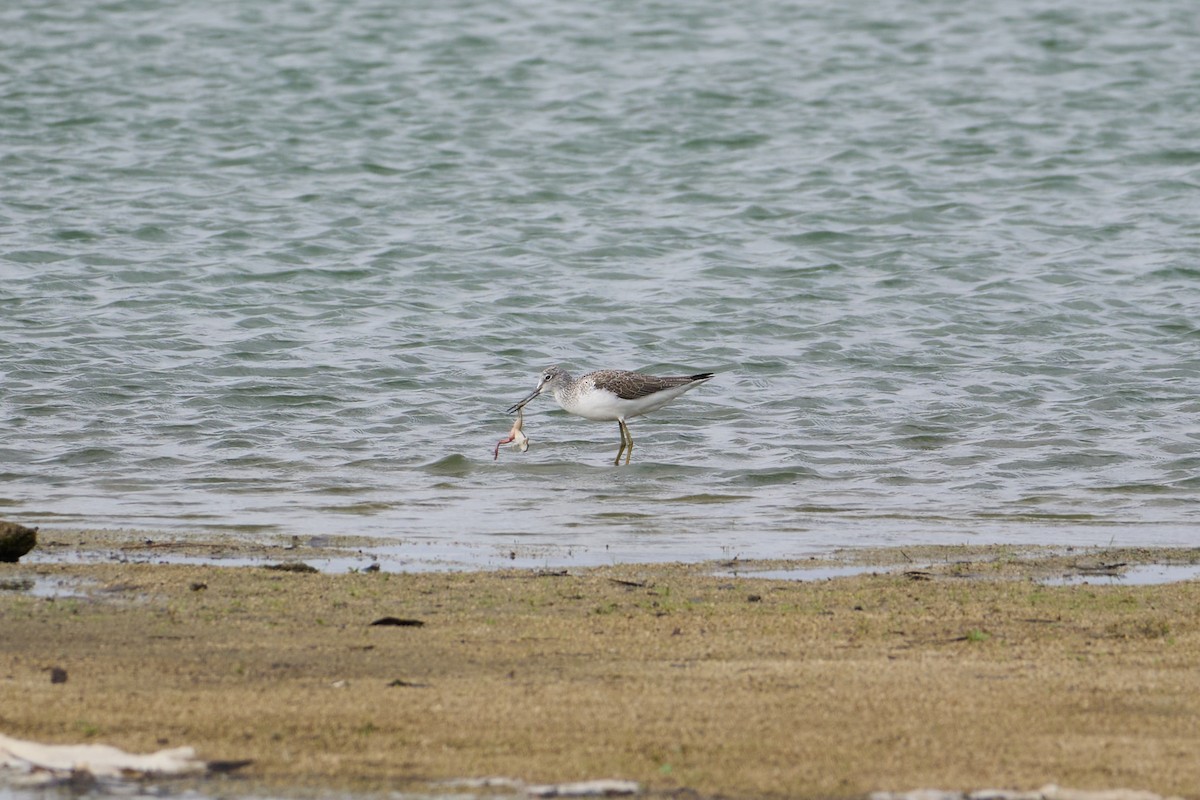 Kuliska zuria - ML644556866