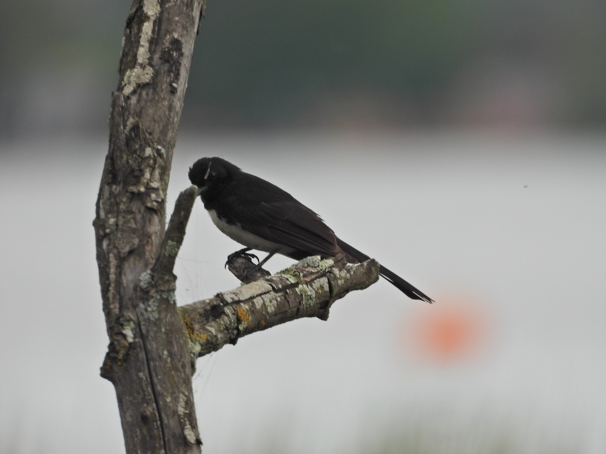Willie-wagtail - ML644556868