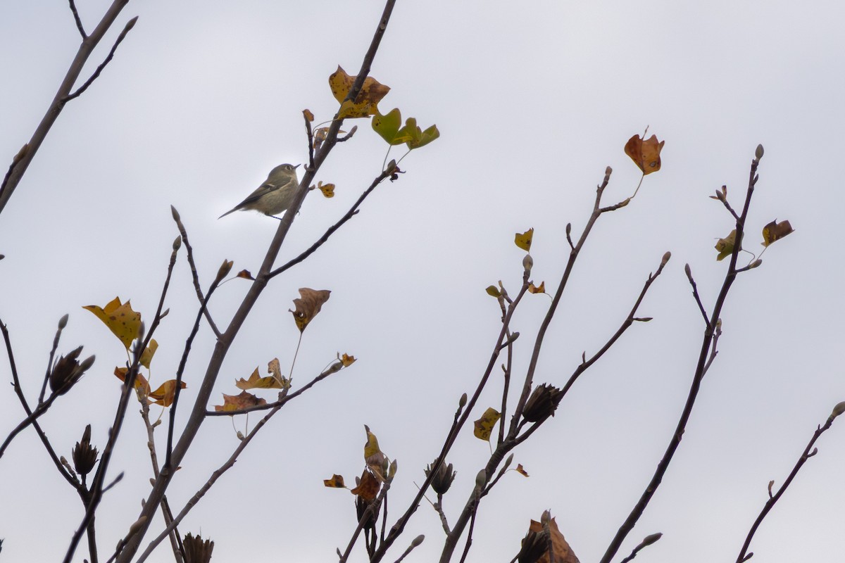 Золотомушка рубіновочуба - ML644556875