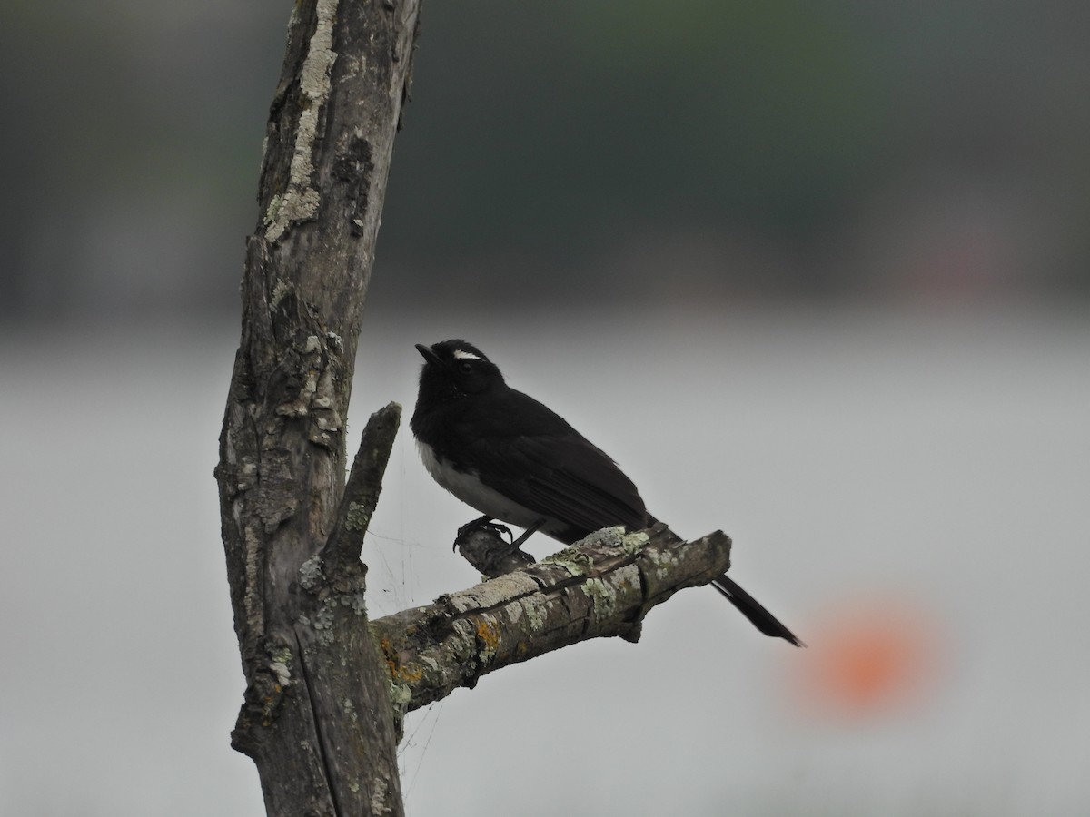 Willie-wagtail - ML644556879